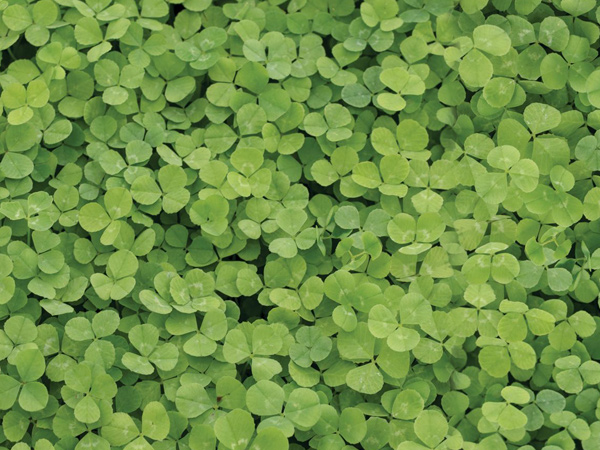 Micro Clover Seed Pelleted
