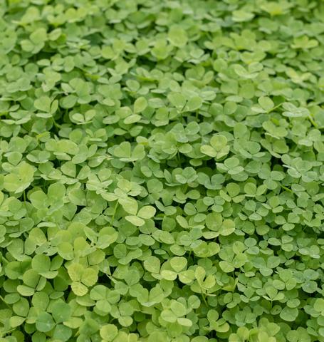 micro clover seed pelleted